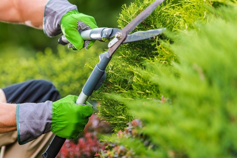 imagen empresa jardinería Valladolid